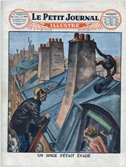 An escaped chimpanzee, 1930. Creator: Unknown An escaped chimpanzee, 1930. Creator: Unknown
