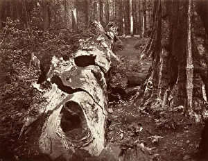 The Father of the Forest, 112 feet circumference, Calaveras Grove, 1865-66, printed ca The Father of the Forest, 112 feet circumference, Calaveras Grove, 1865-66, printed ca