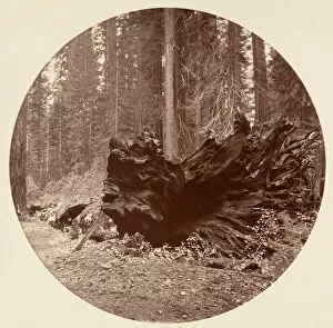 Wellingtonia Gallery: The Father of the Forest 450 ft C. Grove, ca. 1878. Creator: Carleton Emmons Watkins