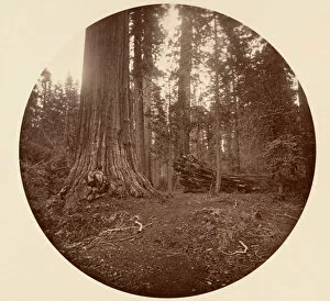 Sequoiadendron Giganteum Gallery: The Father of the Forest - C. Grove, ca. 1878. Creator: Carleton Emmons Watkins