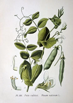 Images Dated 11th November 2005: Field and garden pea, 1893
