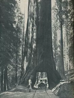 Sequoiadendron Giganteum Gallery: Fine Specimen of the Largest Organism That Ever Lived, c1935