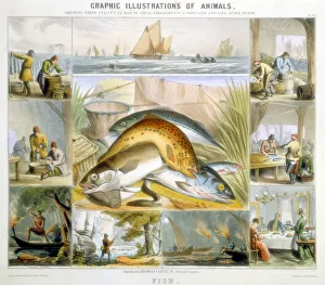Fish, c1850. Artist: Robert Kent Thomas Fish, c1850. Artist: Robert Kent Thomas
