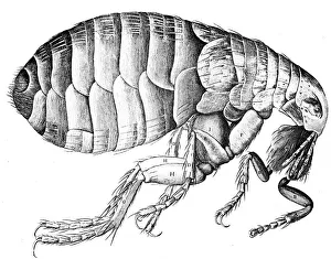 Flea, wingless bloodsucking parasitic insect, 1665 Flea, wingless bloodsucking parasitic insect, 1665