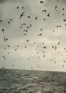 Flight of Antarctic Petrels, c1908, (1909) Flight of Antarctic Petrels, c1908, (1909)