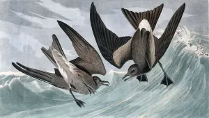 Fork Tailed Petrel, Thalassidroma Leachii, 1845 Fork Tailed Petrel, Thalassidroma Leachii, 1845