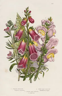 Biochemistry Gallery: Foxglove (Digitalis purpurea) (centre), c1885