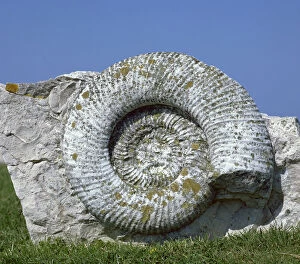 Ammonite Gallery: Giant fossil ammonite