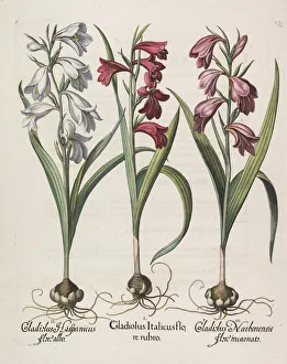 Gladiolus italicus flore rubro, 1613. Creator: Besler, Basilius (1561-1629) Gladiolus italicus flore rubro, 1613. Creator: Besler, Basilius (1561-1629)