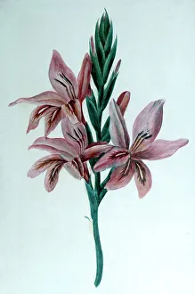 Glaieul (Gladioli), 19th century. Artist: George Sand Glaieul (Gladioli), 19th century. Artist: George Sand