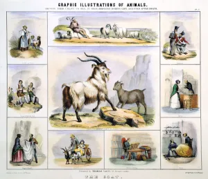 The Goat, c1850. Artist: Benjamin Waterhouse Hawkins The Goat, c1850. Artist: Benjamin Waterhouse Hawkins