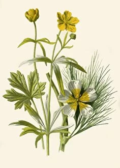 Goldilocks Gallery: Goldilocks. Water Ranunculus, 1877. Creator: Frederick Edward Hulme