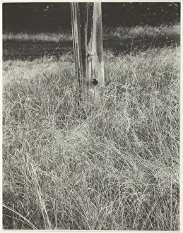 Grass and Flagpole, 1933. Creator: Alfred Stieglitz Grass and Flagpole, 1933. Creator: Alfred Stieglitz