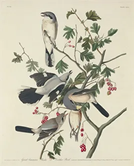 Great American Shrike or Butcher Bird, 1834. Creator: Robert Havell Great American Shrike or Butcher Bird, 1834. Creator: Robert Havell