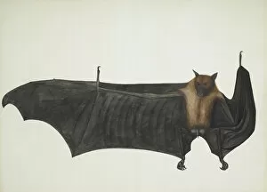 Pencil Collection: Great Indian Fruit Bat, ca. 1777-82. Creator: Bhawani Das