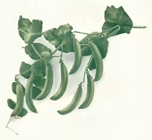 Aw Penrose Gallery: Green Peas, c1908. Artist: W&G Baird Ltd