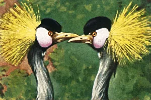 Grey crowned cranes, c1928. Creator: Unknown Grey crowned cranes, c1928. Creator: Unknown