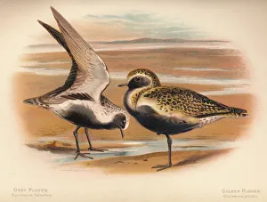 Grey Plover (Squatarola helvetica), Golden Plover (Charadrius pluvialus), 1900, (1900) Grey Plover (Squatarola helvetica), Golden Plover (Charadrius pluvialus), 1900, (1900)