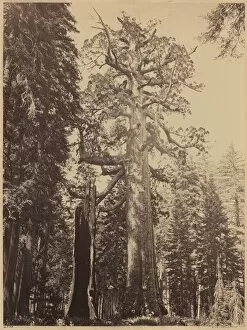 Wellingtonia Gallery: Grizzly Giant, Mariposa Grove, 1861. Creator: Carleton Emmons Watkins