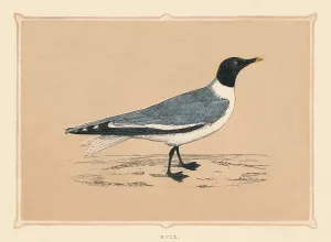 Gull, (Laridae), c1850, (1856) Gull, (Laridae), c1850, (1856)