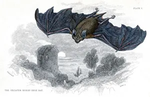 Hand coloured engraving of a Greater Horseshoe Bat, 1838 Hand coloured engraving of a Greater Horseshoe Bat, 1838