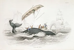 Harpooning a Greenland Whale which has tossed one of the attacking boats, 1837 Harpooning a Greenland Whale which has tossed one of the attacking boats, 1837