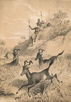 The Hartebeest, c1880 The Hartebeest, c1880