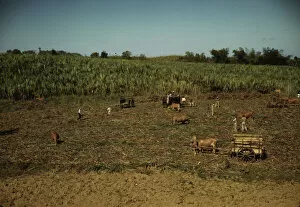 Harvesting sugar cane in a burned field, vicinity of Guanica, Puerto Rico. 1942. Creator: Jack Delano