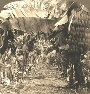 Cash Crop Gallery: In the Heart of a Banana Plantation, Hawaiian Islands, 1901