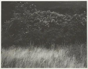 Hedge and Grasses - Lake George, 1933. Creator: Alfred Stieglitz Hedge and Grasses - Lake George, 1933. Creator: Alfred Stieglitz