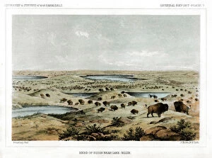 Stanley Gallery: Herd of Bison Near Lake Jessie, North Dakota, USA, 1856.Artist: John Mix Stanley