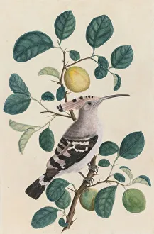 Hoopoe on a Citrus Tree Branch, c. 1800. Creator: Unknown Hoopoe on a Citrus Tree Branch, c. 1800. Creator: Unknown