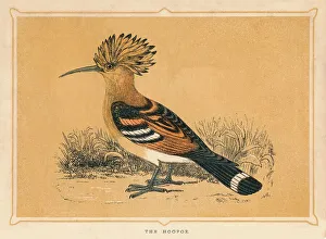 The Hoopoe, (Upupa epops), c1850, (1856) The Hoopoe, (Upupa epops), c1850, (1856)