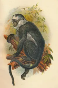 'Hose's Langur', 1897. Artist: Henry Ogg Forbes 'Hose's Langur', 1897. Artist: Henry Ogg Forbes