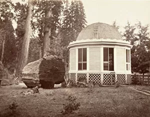 Sequoiadendron Giganteum Gallery: The House Built over the Stump of a Big Tree, 1865-66, printed ca. 1876