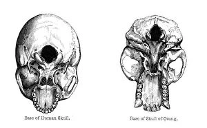 Vertebra Gallery: Human and orang-utan skulls, 1848