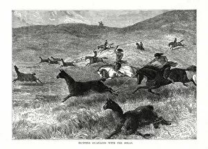 Images Dated 28th February 2006: Hunting Guanacos with the Bolas, South America, 1877
