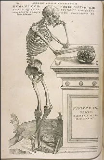 Illustration from De humani corporis fabrica by Andreas Vesalius, ca 1543 Illustration from De humani corporis fabrica by Andreas Vesalius, ca 1543