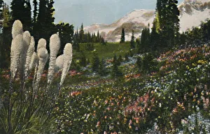 Indian Basket Grass growing in Mount Rainier National Park, c1916. Artist: Asahel Curtis Indian Basket Grass growing in Mount Rainier National Park, c1916. Artist: Asahel Curtis