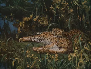 Indian Leopards, late 19th-early 20th century, (c1930). Creator: John MacAllan Swan Indian Leopards, late 19th-early 20th century, (c1930). Creator: John MacAllan Swan
