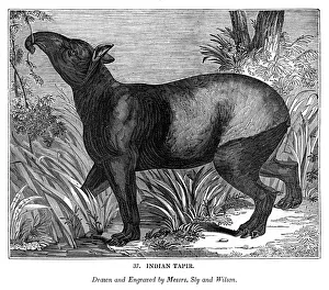 Indian Tapir, 1843. Artist: Messrs Sly and Wilson Indian Tapir, 1843. Artist: Messrs Sly and Wilson