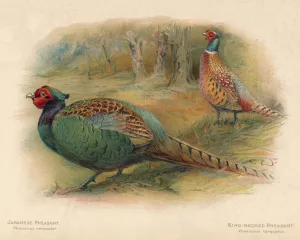 Japanese Pheasant (Phasaianus versicolor), Ring-Necked Pheasant (Phasaianus torquatus) Japanese Pheasant (Phasaianus versicolor), Ring-Necked Pheasant (Phasaianus torquatus)