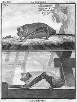 La Noctule & La Serotine, c1763. Creator: Christian Friedrich Fritzsch La Noctule & La Serotine, c1763. Creator: Christian Friedrich Fritzsch