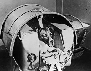 Sputnik 2 Gallery: Laika, Russian cosmonaut dog, 1957