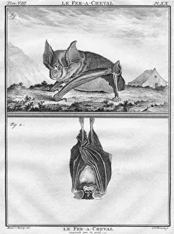 Le Fer-A-Cheval & Le Fer-A-Cheval suspendu par les pieds, c1763 Le Fer-A-Cheval & Le Fer-A-Cheval suspendu par les pieds, c1763