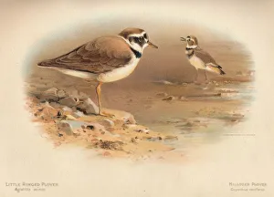 Little Ringed Plover (Aegialitis minor), Killdeer Plover (Oxyechus vociferus), 1900, (1900). Artist: Charles Whymper Little Ringed Plover (Aegialitis minor), Killdeer Plover (Oxyechus vociferus), 1900, (1900). Artist: Charles Whymper