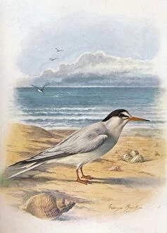 Little Tern - Stern'a minu'ta, c1910, (1910). Artist: George James Rankin