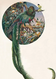 Long-tailed Trogons, c1910, (1911). Artist: Louis Fairfax Muckley Long-tailed Trogons, c1910, (1911). Artist: Louis Fairfax Muckley