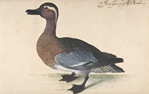 A Male Teal, 1604-80. Creator: Johann Jakob Walther A Male Teal, 1604-80. Creator: Johann Jakob Walther