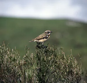 Whinchat Gallery: Male Whinchate